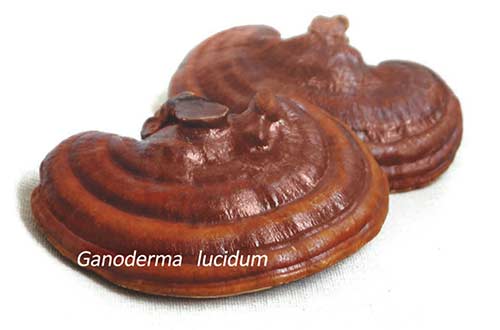 Brown mushrooms with ridges, labeled Ganoderma lucidium